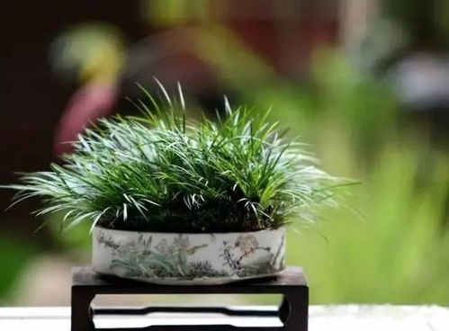 注意事项， 避免养植失败