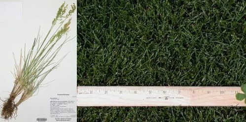 地被植物梗省心