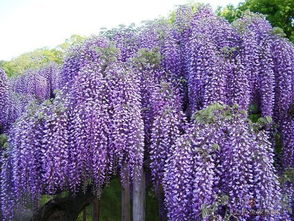 紫藤花种植入门指南：从新手到大师