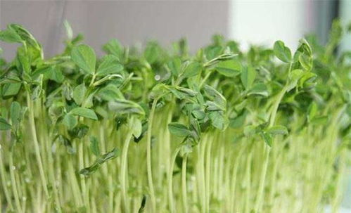 地块选择：豌豆苗的种植之道