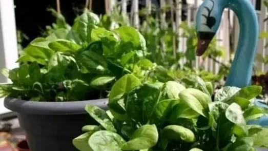 花盆适合种什么菜？适合在花盆中种植哪些蔬菜