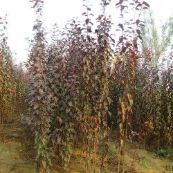 红叶李死亡病，你知道多少？