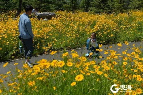 黄色花卉， 活力四射