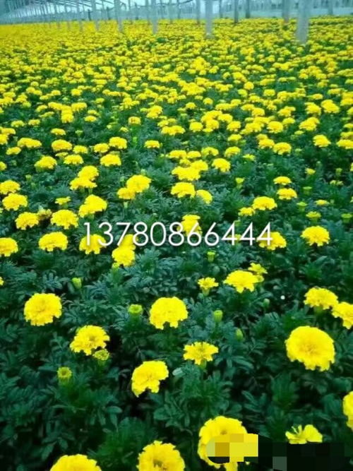 草花品种， 色彩斑斓