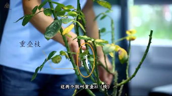 月季花冬天是否需要剪枝？