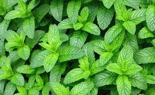 薄荷：清凉解暑， 让阳台充满生机