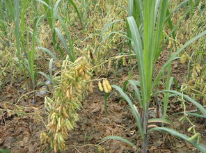 农民伯伯的经验分享