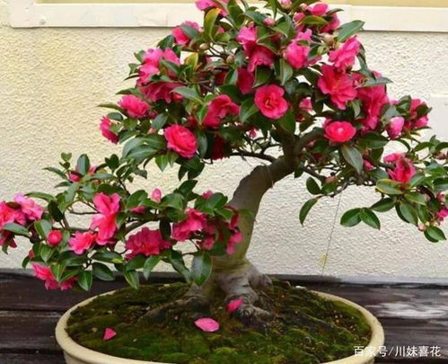玫瑰花盆栽种植难吗？掌握技巧