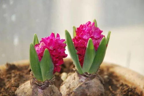 植物过冬的奥秘——适应性生理生化变化