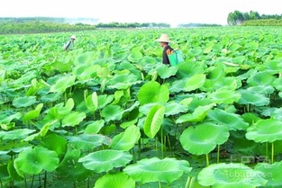 莲藕花种植，原来这么简单！