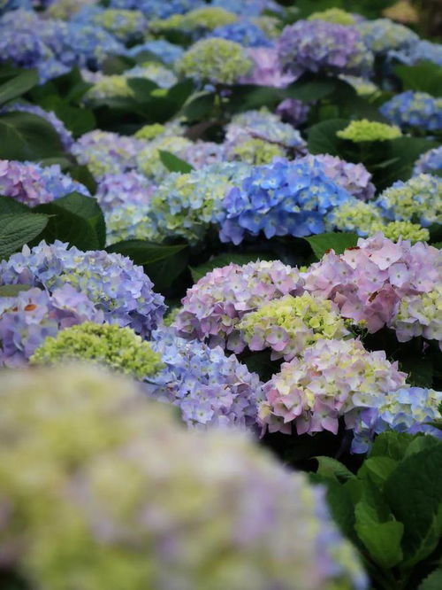 石竹花，娇艳欲滴