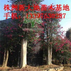 名贵苗木：园林中的独特韵味