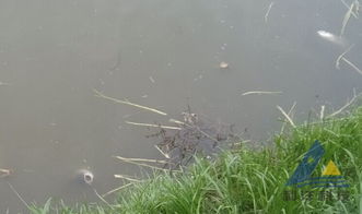 污染事故后的恢复