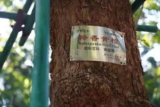 金俊美降香黄檀茶价格揭晓：一袋多少钱？