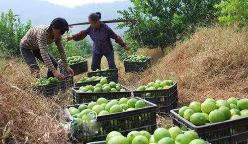 钦州茶油果基地：高效茶油种植秘籍，每亩仅需X颗苗木！