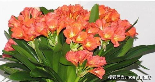 虎皮箭兰花养殖技巧：如何轻松养护你的虎皮剑兰花？