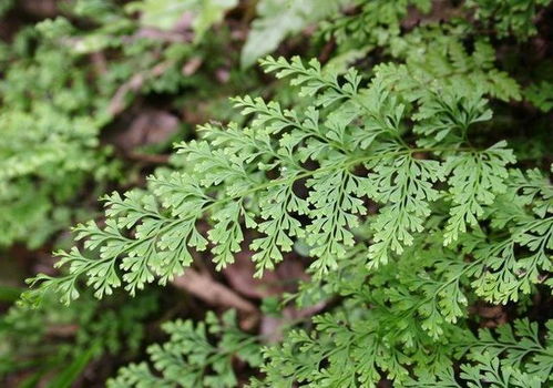 气味不同， 感受不一样