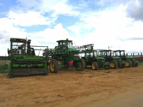 一、 东北冬季不死草的种类