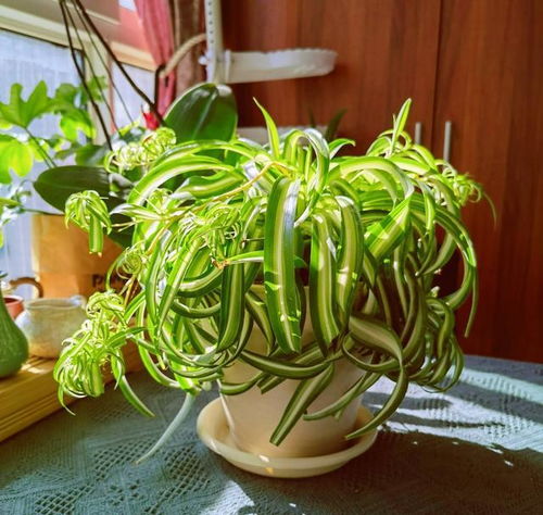 红叶吊兰如何培植？请详细介绍一下吊兰种植的简单步骤和注意事项