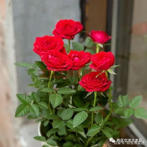 维生素C，让花儿保持活力