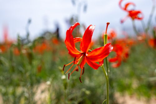 山丹丹花的魅力