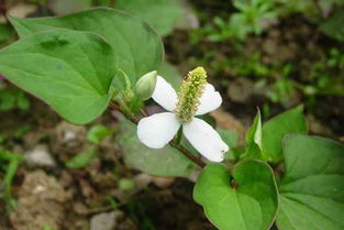 鱼腥草：那股“鱼腥”味儿，有毒还是宝嗯？