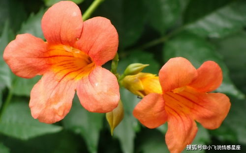 它代表着哪些品质或性格的人呢？