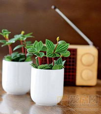 “迷你盆栽，越挤越旺，爆款花卉必选！”