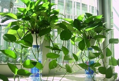 绿萝养护：叶子油绿变大变肥的小技巧