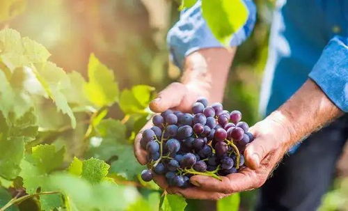 多菌灵和菌立清哪个杀菌效果更好？多菌灵和百菌清能混配使用吗？