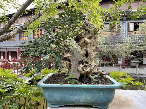 黄杨树：十年磨一剑