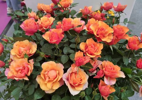 品种选择与养护技巧