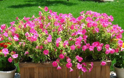 矮牵牛：耐雨淋的绿植