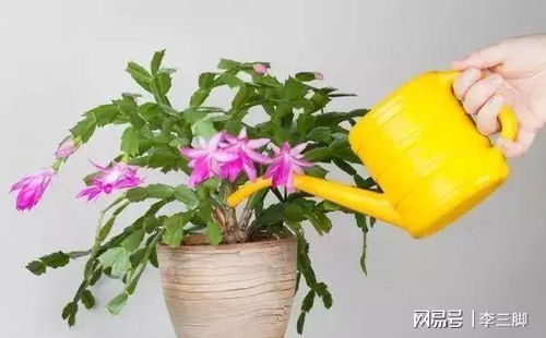 植物黄叶处理方法