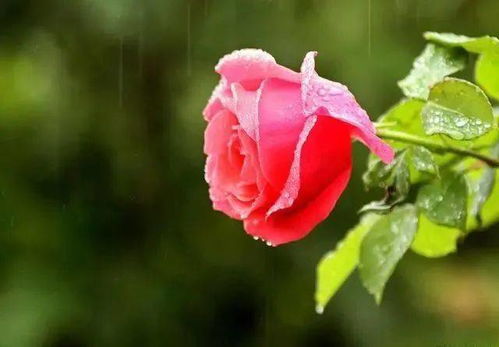 太阳花也需深盆？