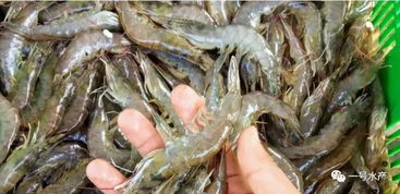 海水火焰虾家养成功率如何？新手养虾最该注意海水盐度、水质清洁和适宜温度这三个细节吗？