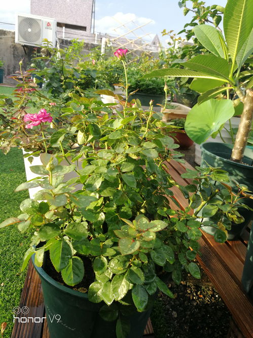 冥王星阳台月季的缺点：花虽美， 也有小烦恼