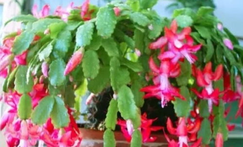 龙船花冬季凋零现象解析：边开花边老化的奥秘