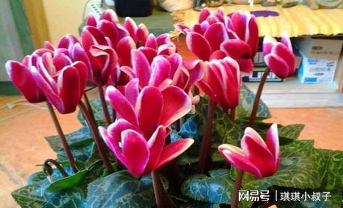 仙客来叶子太多怎么办？如何调整使其更美观