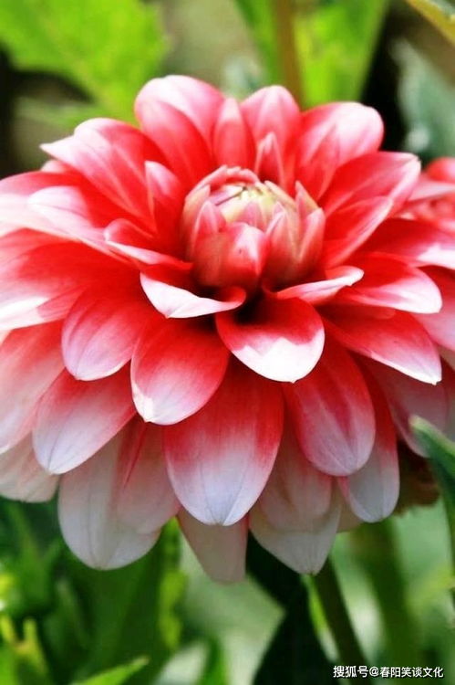 “牡丹绽放，诠释绝代风华，美丽之花语”