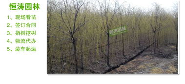 4公分垂柳与5公分垂柳的价格较量