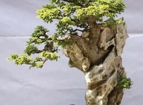 清香木：独特清香， 提神醒脑