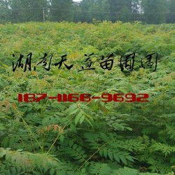 栾树苗多少钱专题