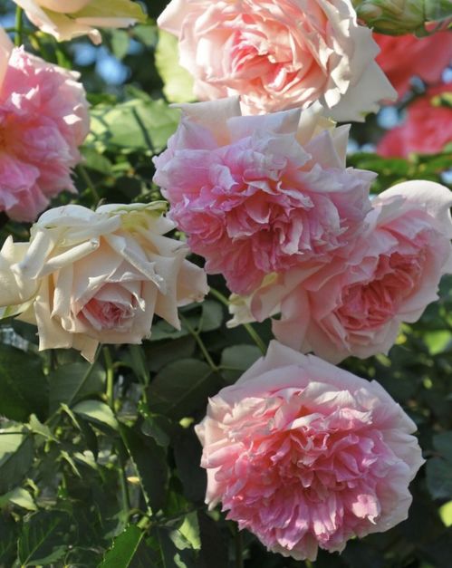 月季玫瑰，生活中的小确幸