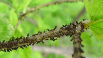 史上Zui稀奇的农药，是哪种植物提取的？