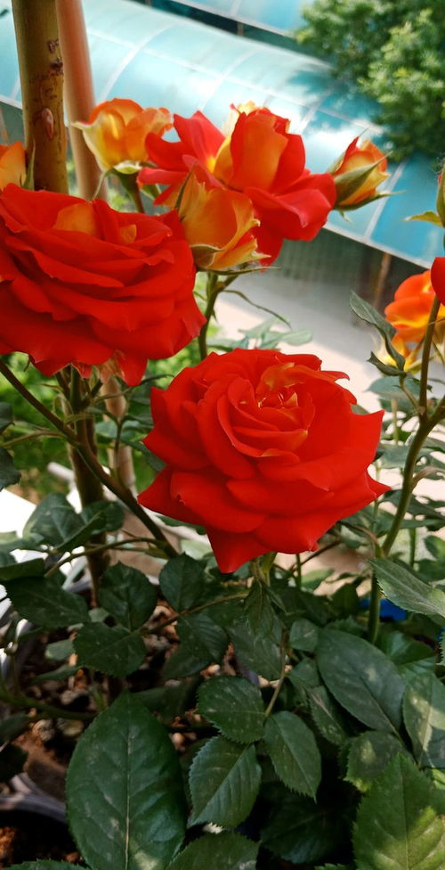 双鱼座月季Rose Terrazza Pisce：阳台上的浪漫之花