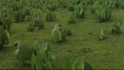 如何筛选抗逆性植物？