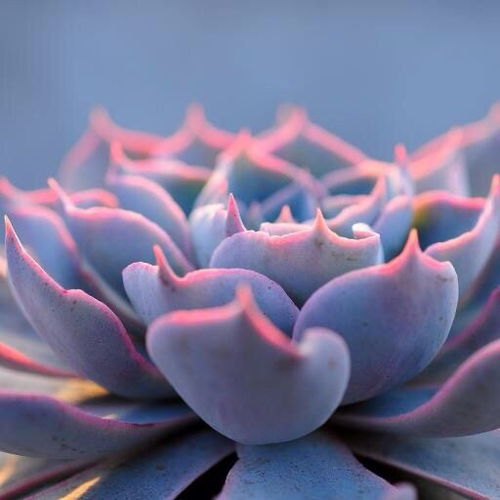 生花石质地独特，为何比多肉贵