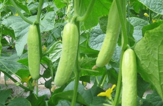 黄瓜、 甜瓜：春天的鲜嫩美味