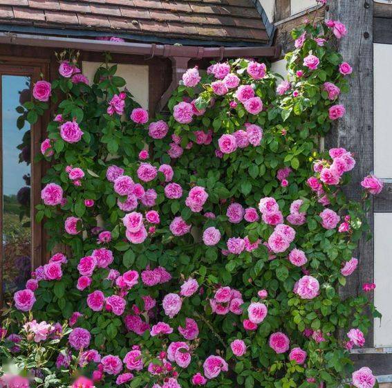 一、 选择月季品种的核心原则：